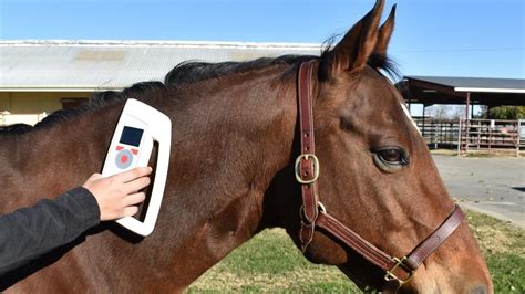 equine rfid chips and reader|microchip injections for horses.